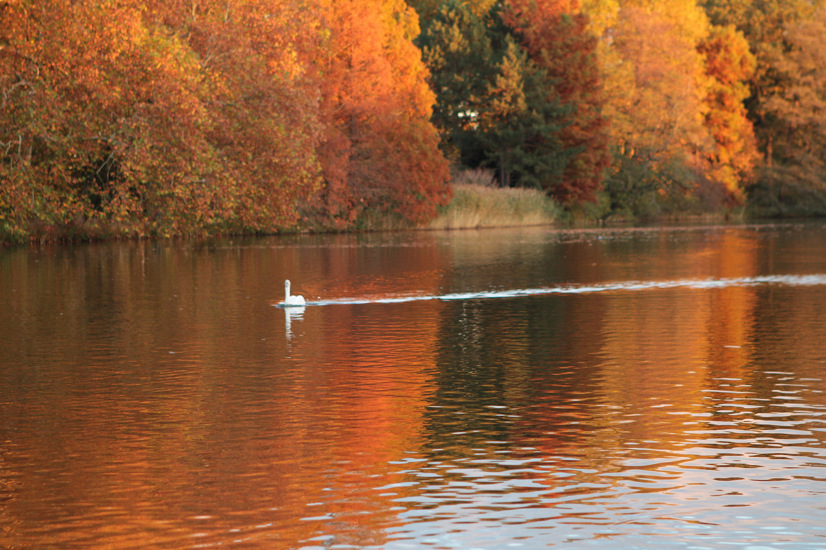 ...Wörlitzer Park 3