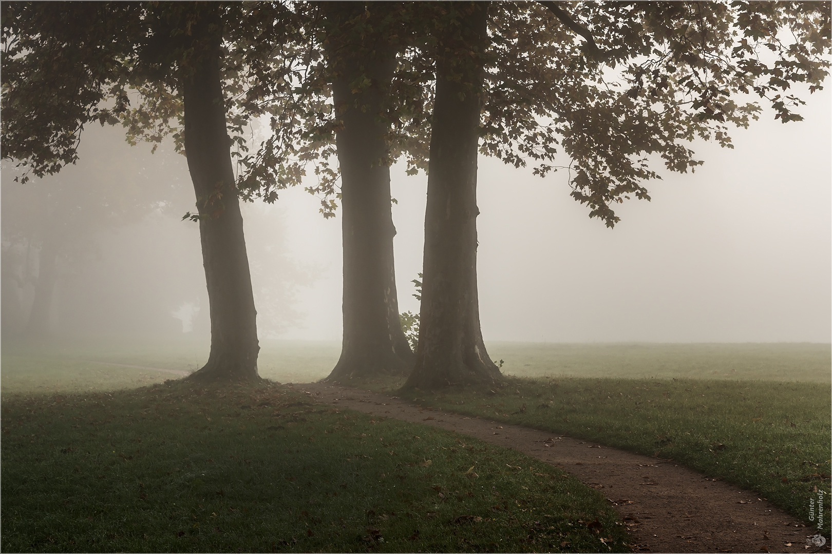 Wörlitzer Park, 3 Platanen