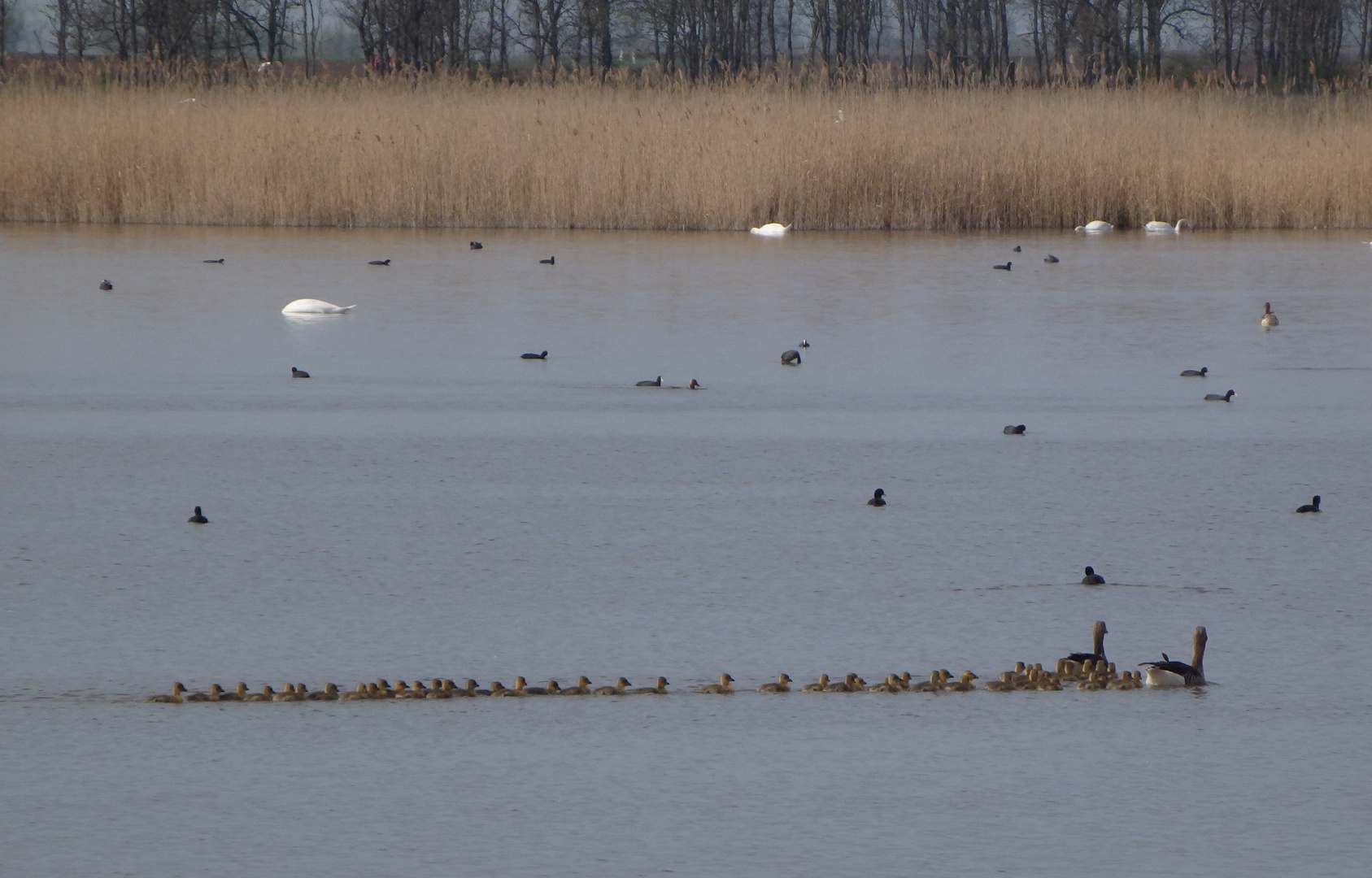 Wörtenlacke bei Apetlon Burgenland Österr.