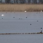 Wörtenlacke bei Apetlon Burgenland Österr.