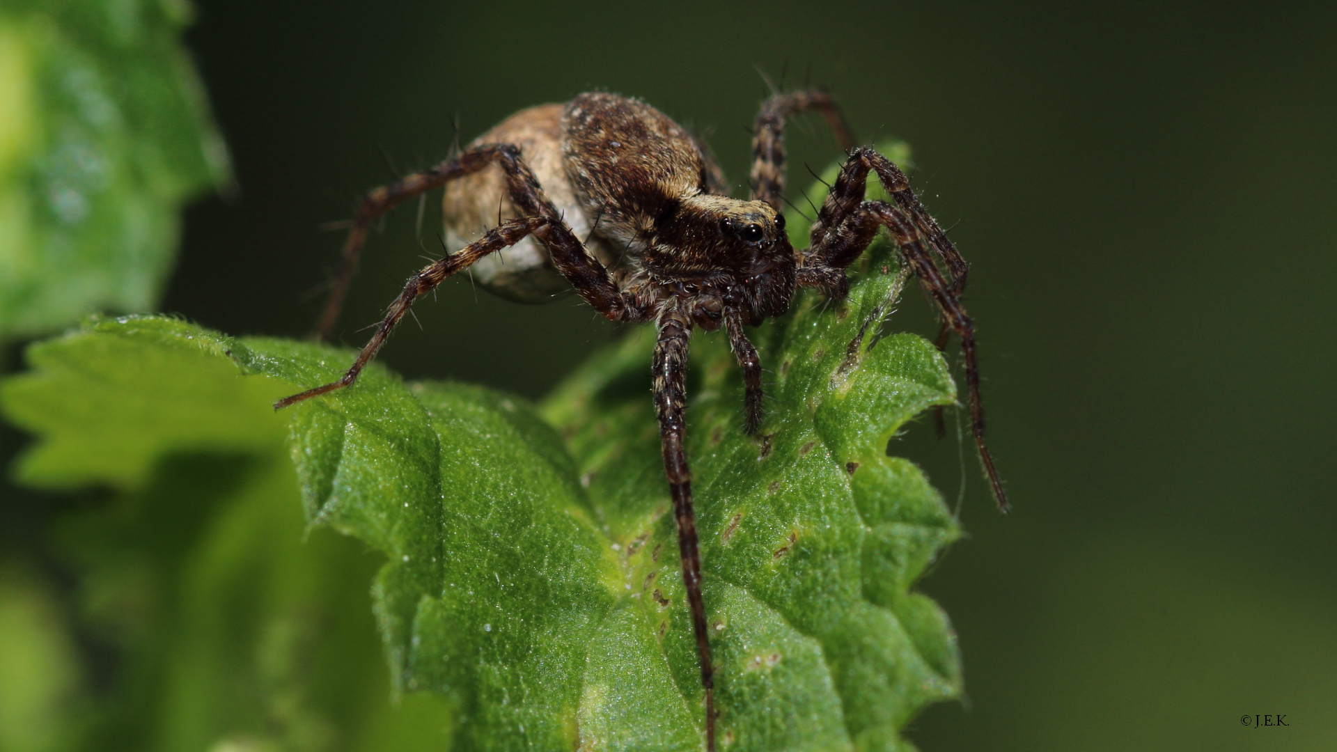 Wofsspinne mit Eikokon