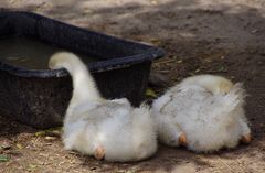 Wofür ein langer Hals gut ist