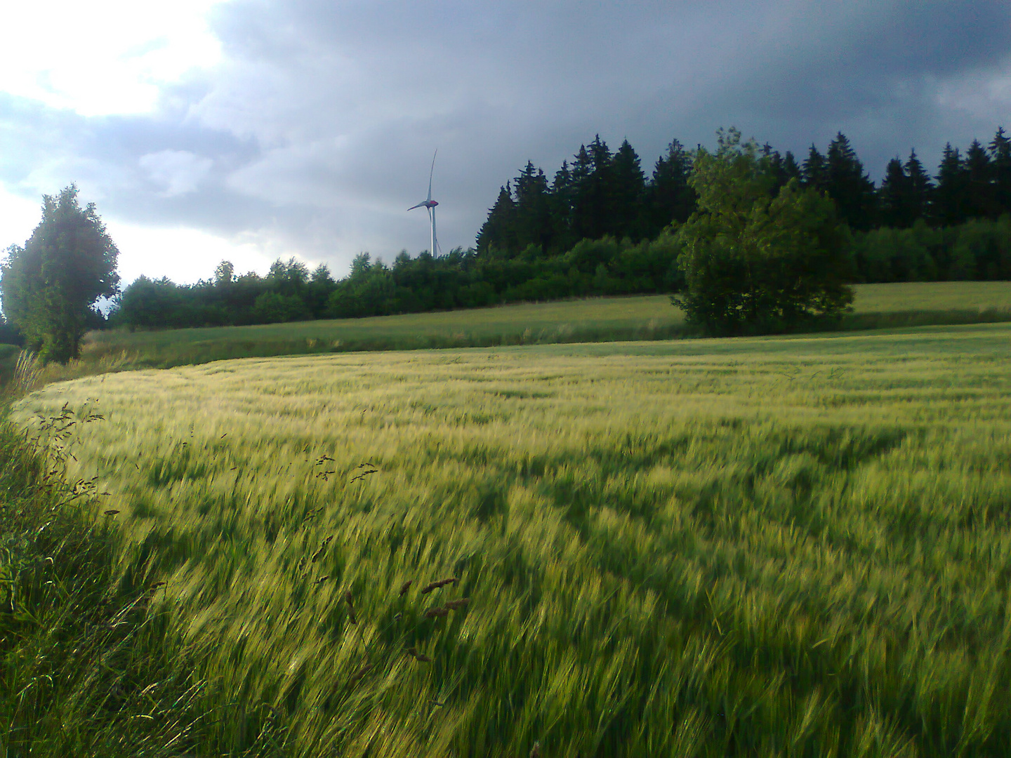 Wogende Ähren,Wind und Wolken