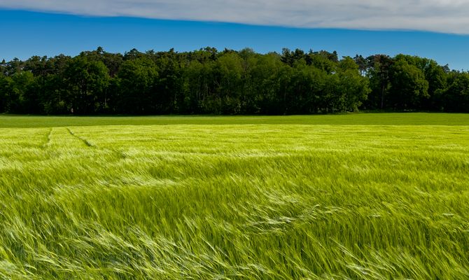 Wogendes Getreidefeld