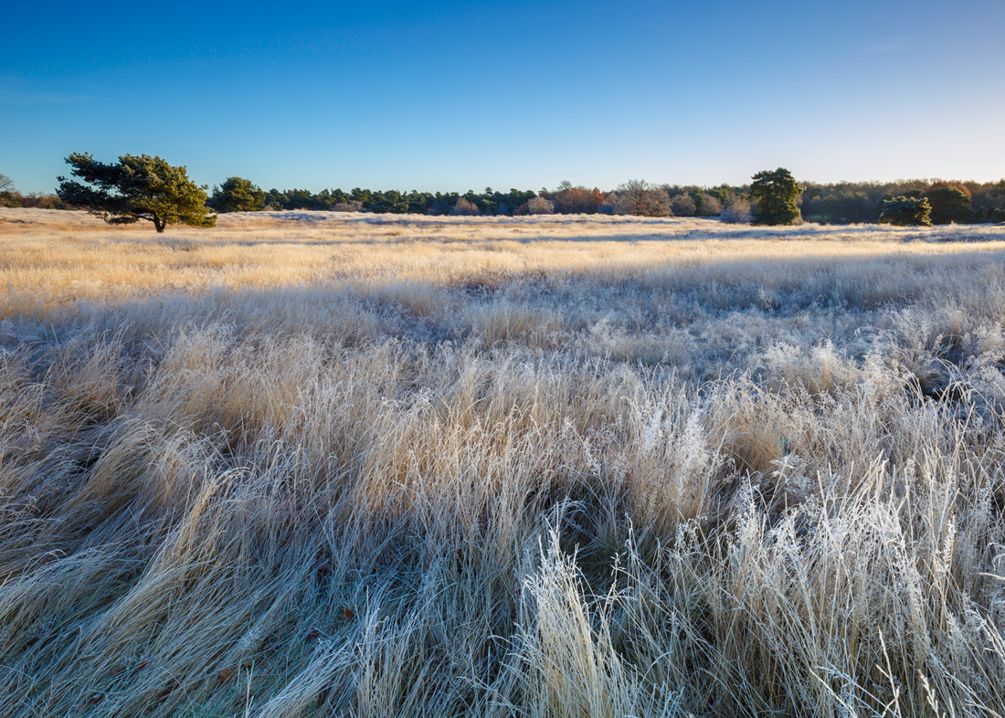 Wogendes  Grasfeld