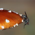 Woher der Fliegenpilz seinen Namen hat...