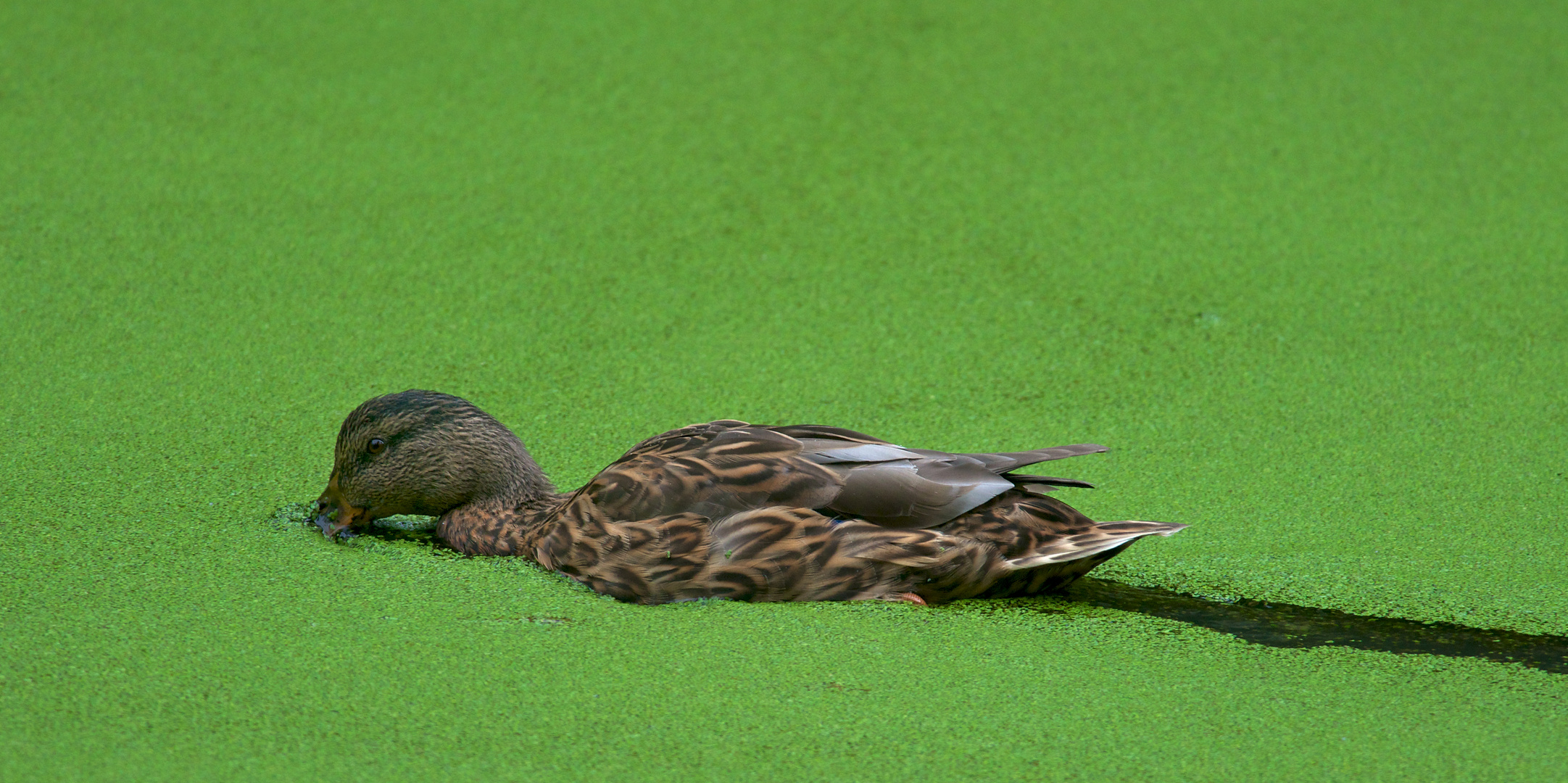 Woher die Entengrütze ihren Namen hat... Foto & Bild tiere, wildlife