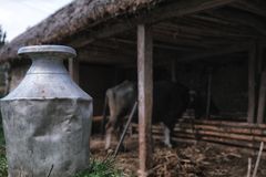 woher die Milch kommt ...