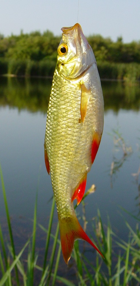 Woher hat die Rotfeder bloß ihren Namen ? :-) Foto & Bild | tiere