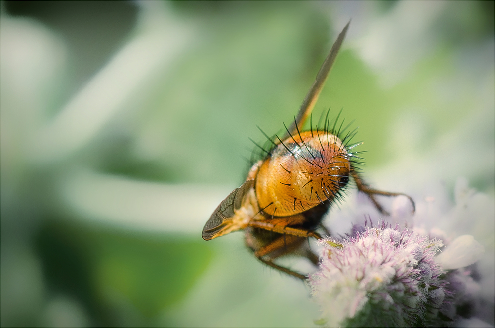 woher Igelfliegen ihren Namen haben