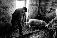 woher unser Fleisch kommt II