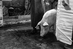 woher unser Fleisch kommt IV