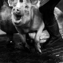 woher unser Fleisch kommt V