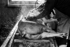 woher unser Fleisch kommt XIII