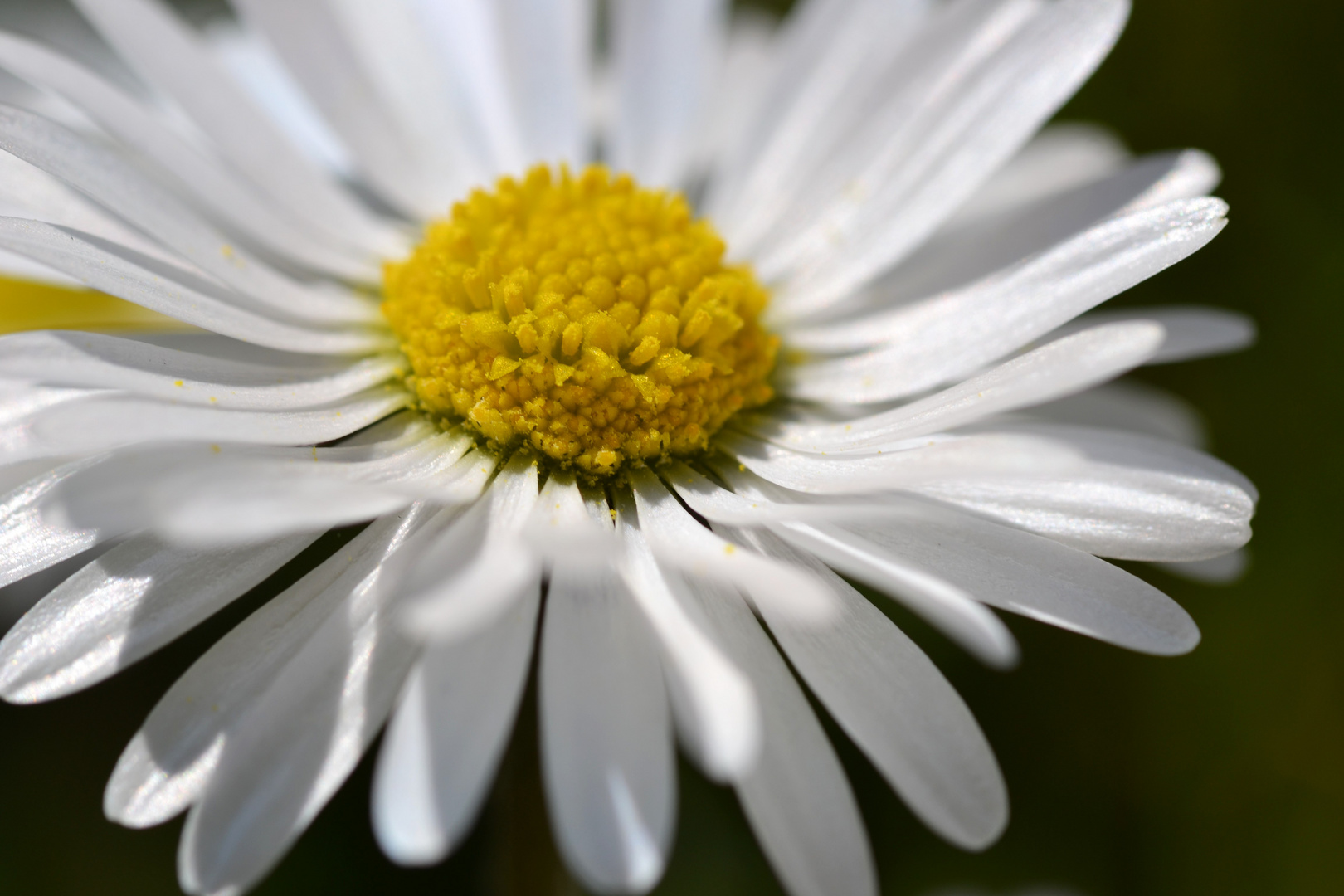 Woher wissen Gänseblümchen eigentlich, wer wen liebt?