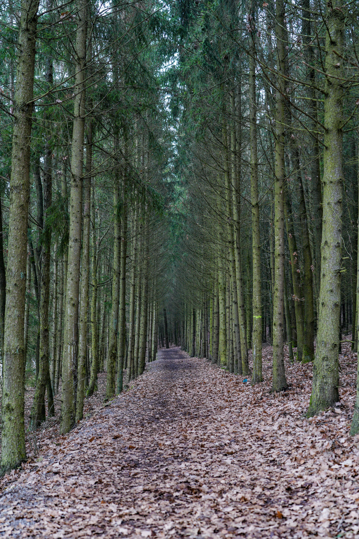 Wohin der weg auch führt ... 