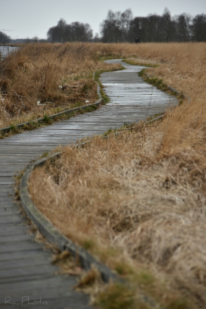 wohin der Weg auch führt.....wir sind nicht auf dem Holzweg