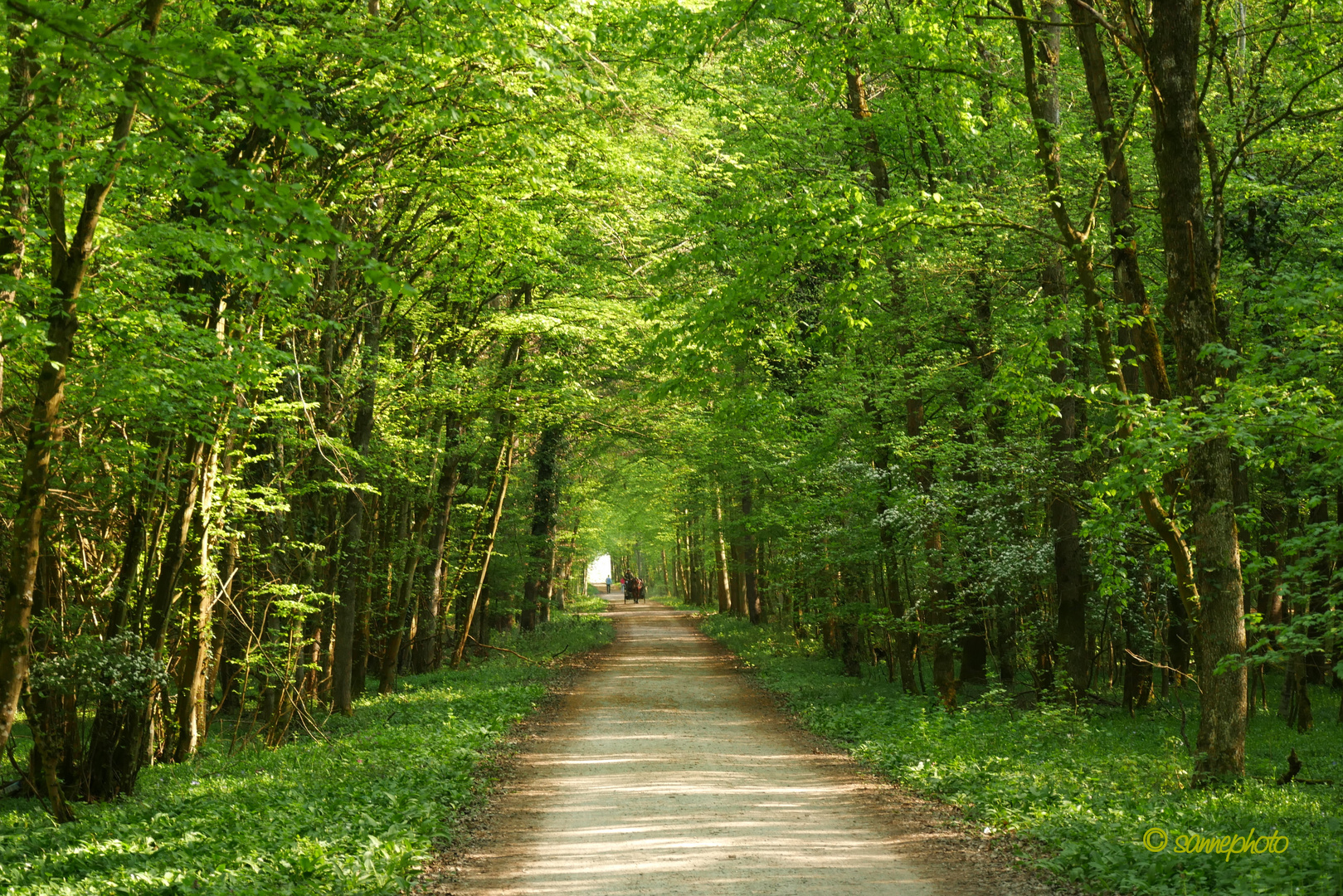 wohin der Weg wohl führt