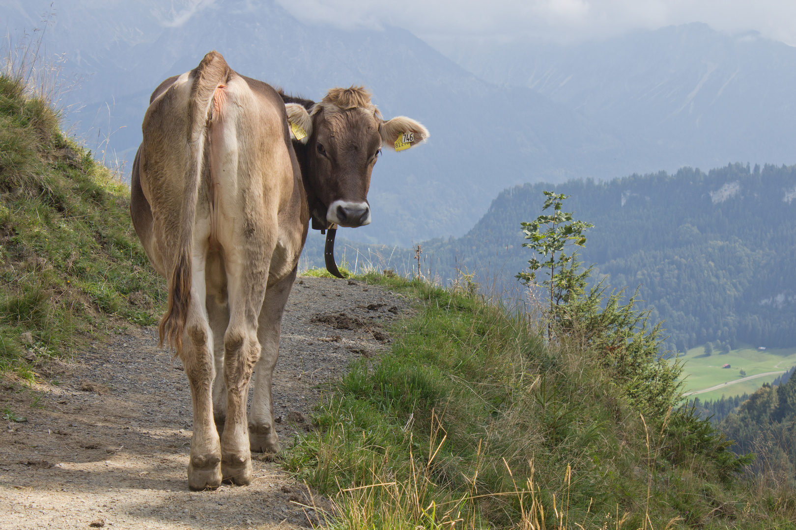 Wohin des Weges . . . , Allgäu.