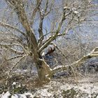 Wohin die Äste auch hängen... Schnee