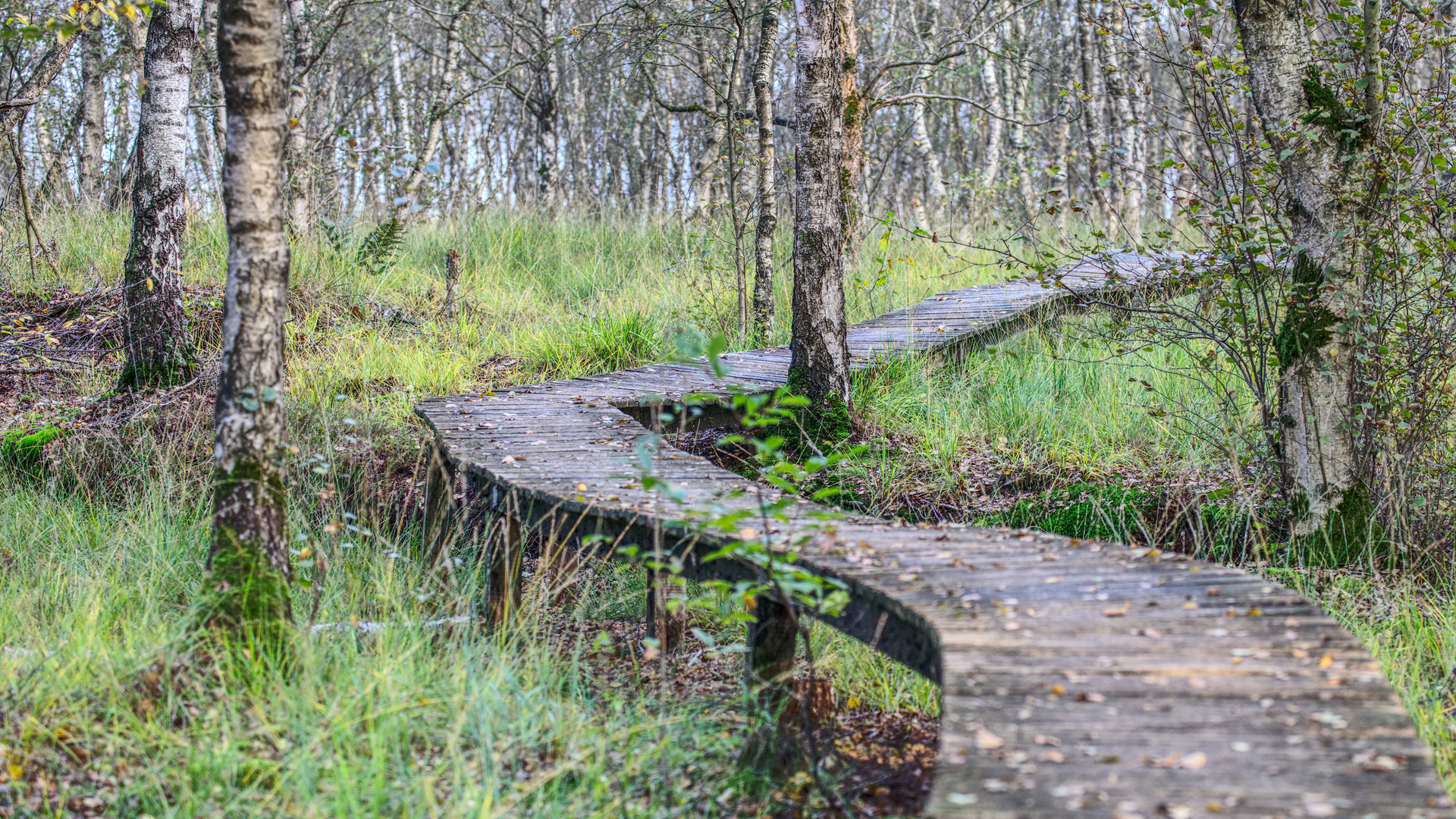 *** Wohin führt uns der Weg? ***