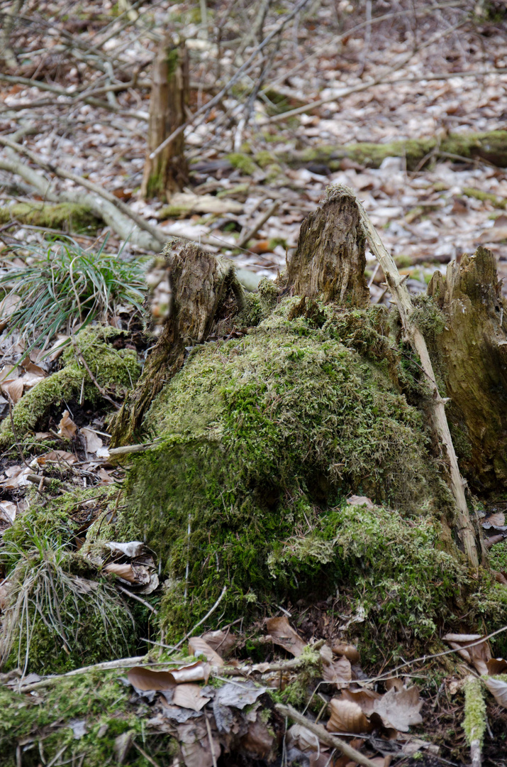 Wohin geht der Osterhase nach Ostern? Zurück in den Wald