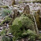 Wohin geht der Osterhase nach Ostern? Zurück in den Wald