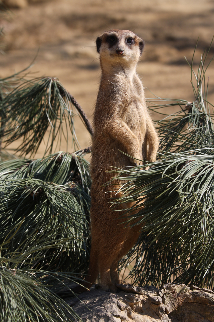 wohin geht man im Zoo als erstes