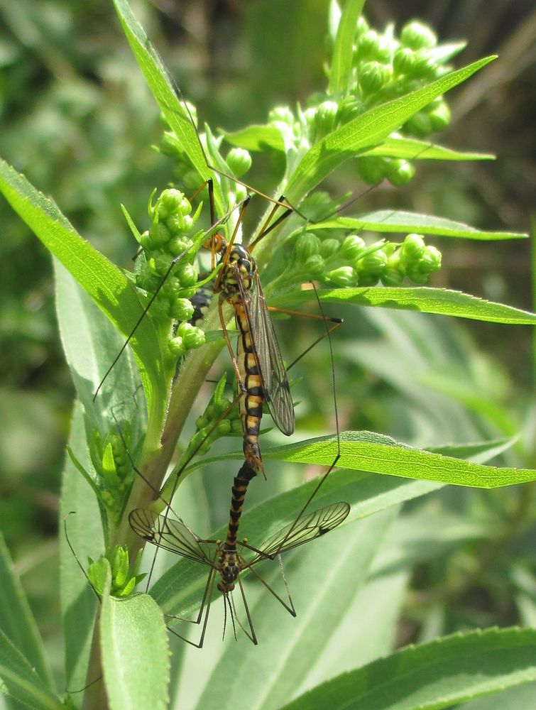 Wohin mit all den langen Beinen... Foto & Bild tiere, wildlife, insekten Bilder auf