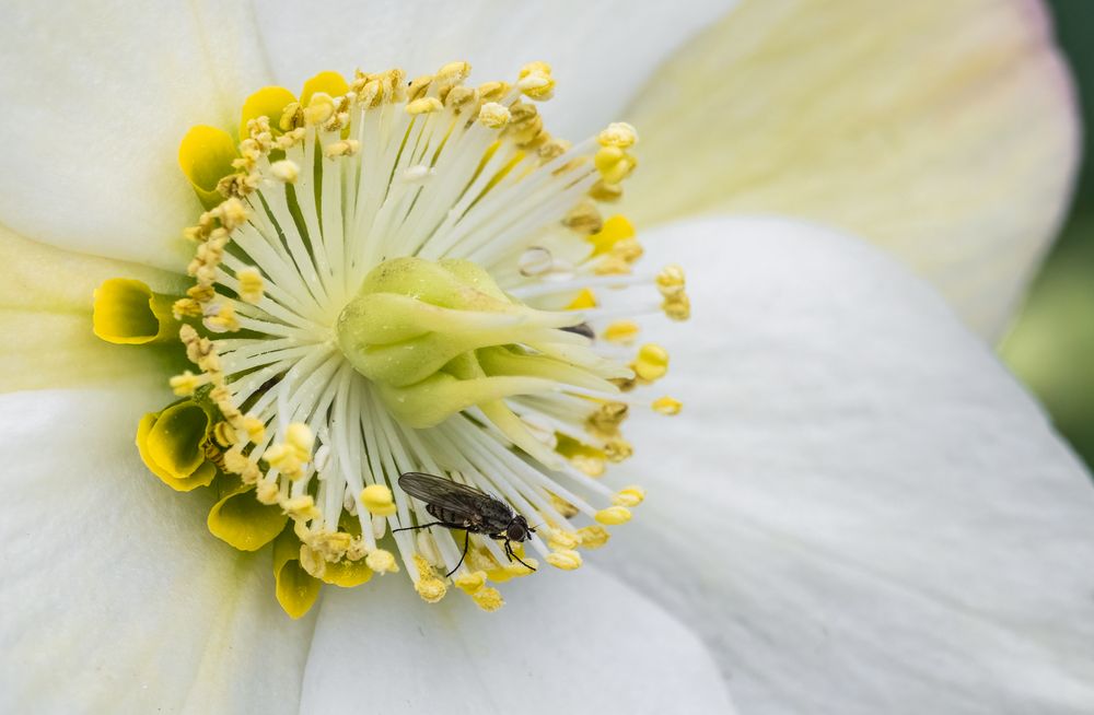 "WOHIN MIT DER AUFNAHME ....."? - Flora oder Fauna?