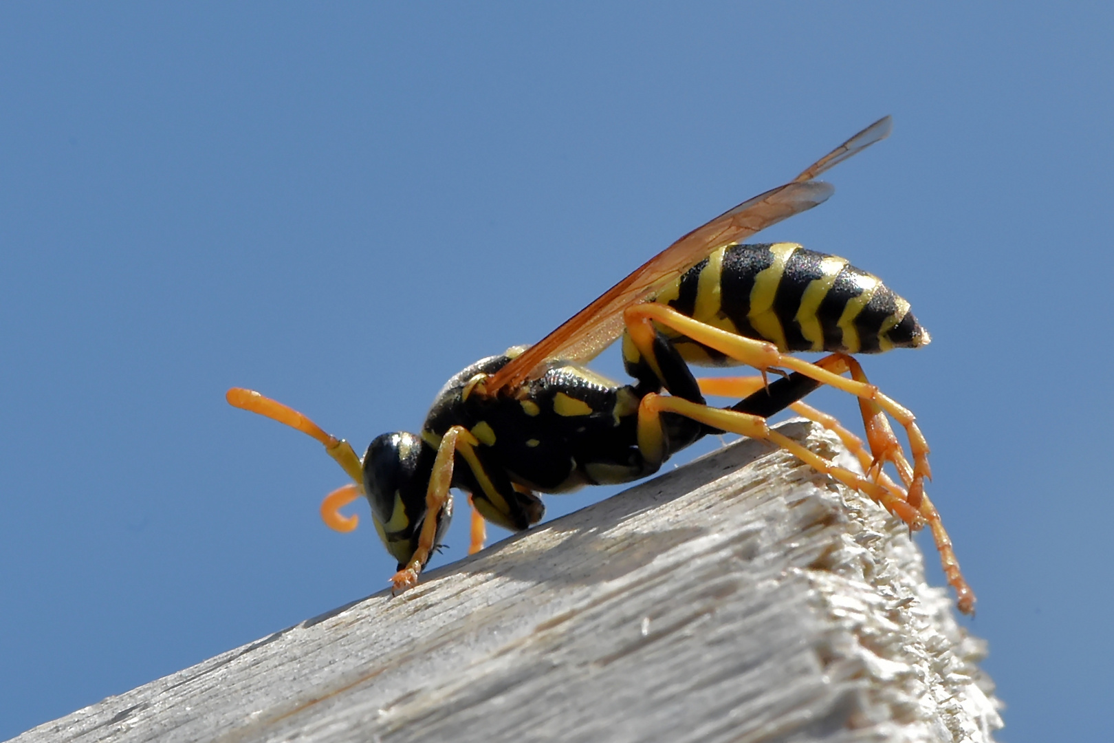 Wohin nur mit den langen Beinen? Foto & Bild makro, insekten, tiere Bilder auf