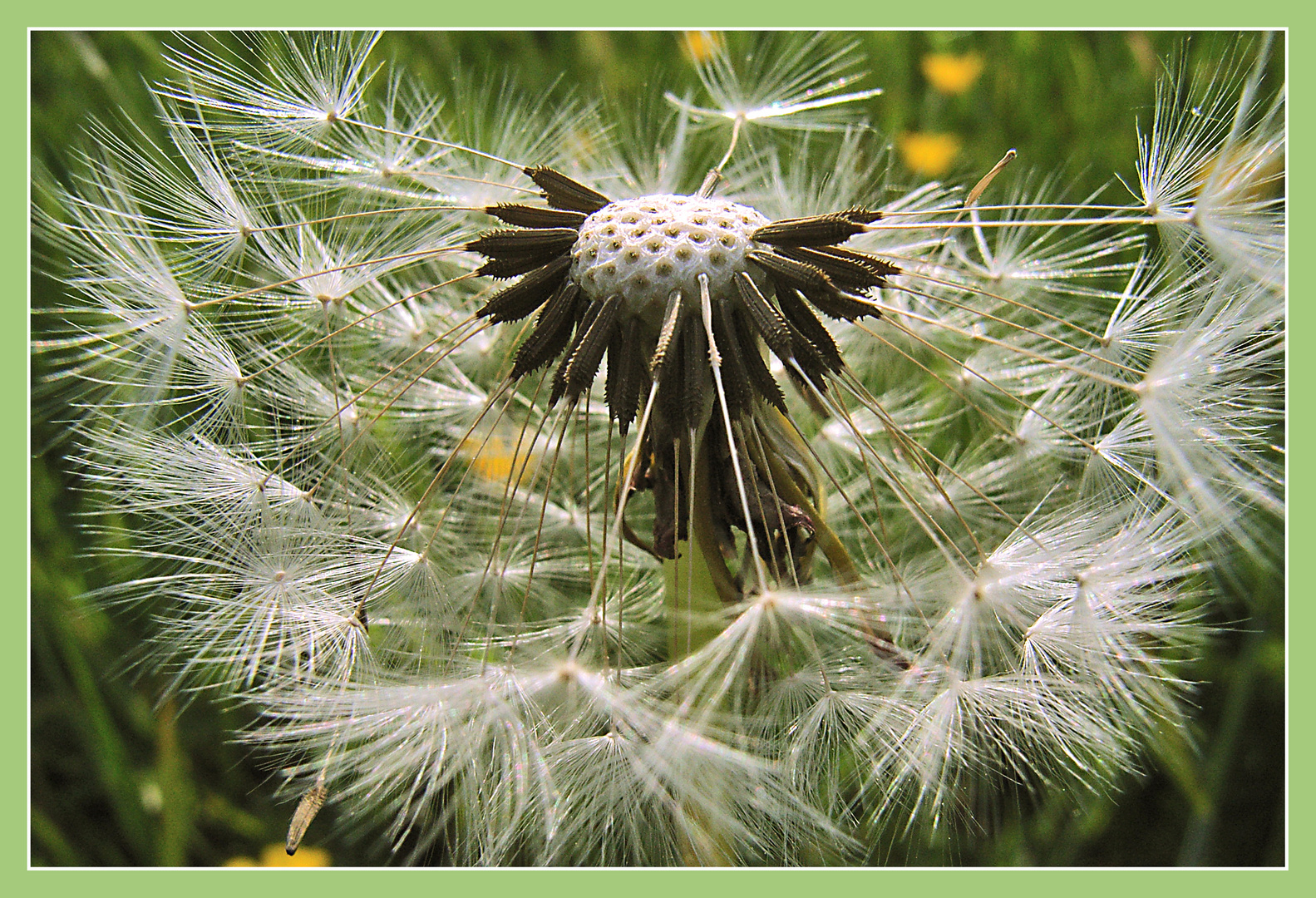 Wohin wird der Wind sie treiben?