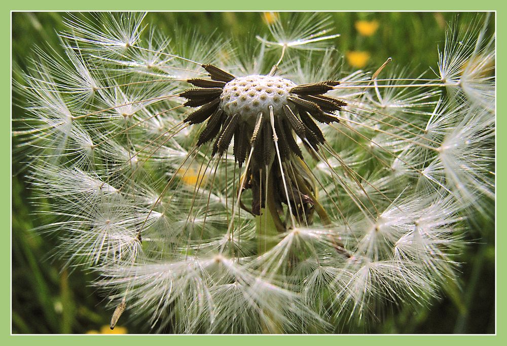 Wohin wird der Wind sie treiben?