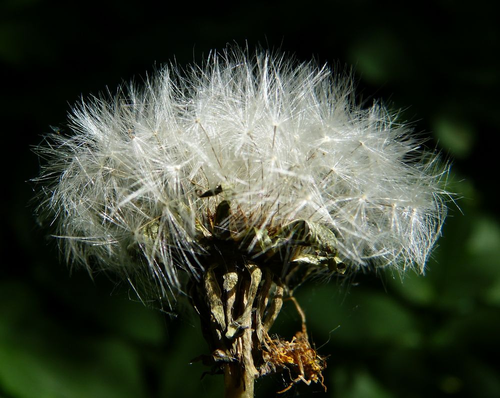 Wohin wird uns der Wind tragen?