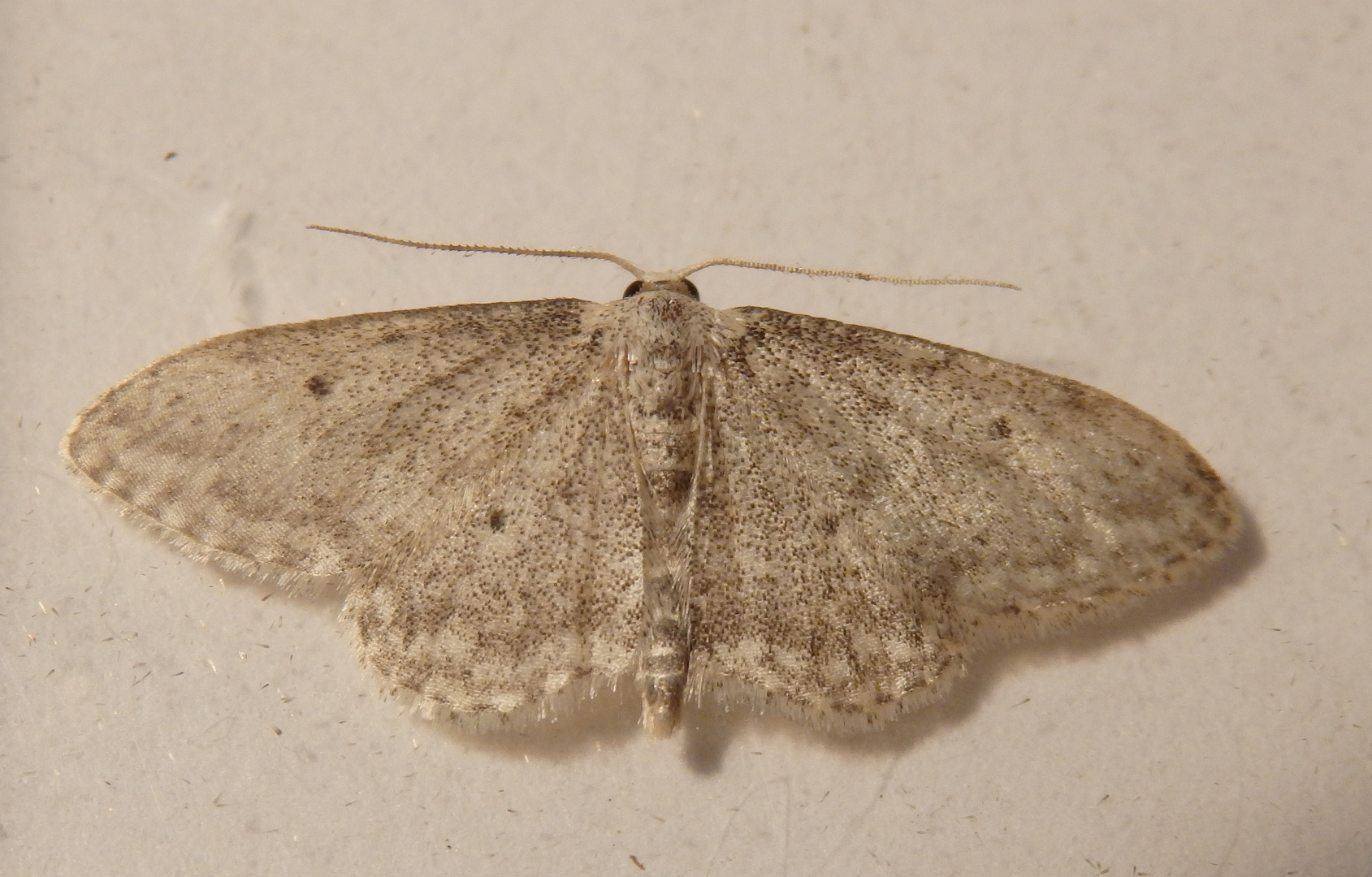 Wohl auch ein Grauer Zwergspanner (Idaea seriata)