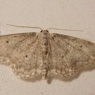 Wohl auch ein Grauer Zwergspanner (Idaea seriata)