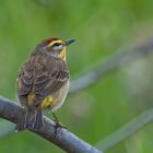 Wohl auf dem Durchzug - Palm Warbler (Dendroica palmarum)