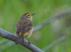 Wohl auf dem Durchzug - Palm Warbler (Dendroica palmarum)