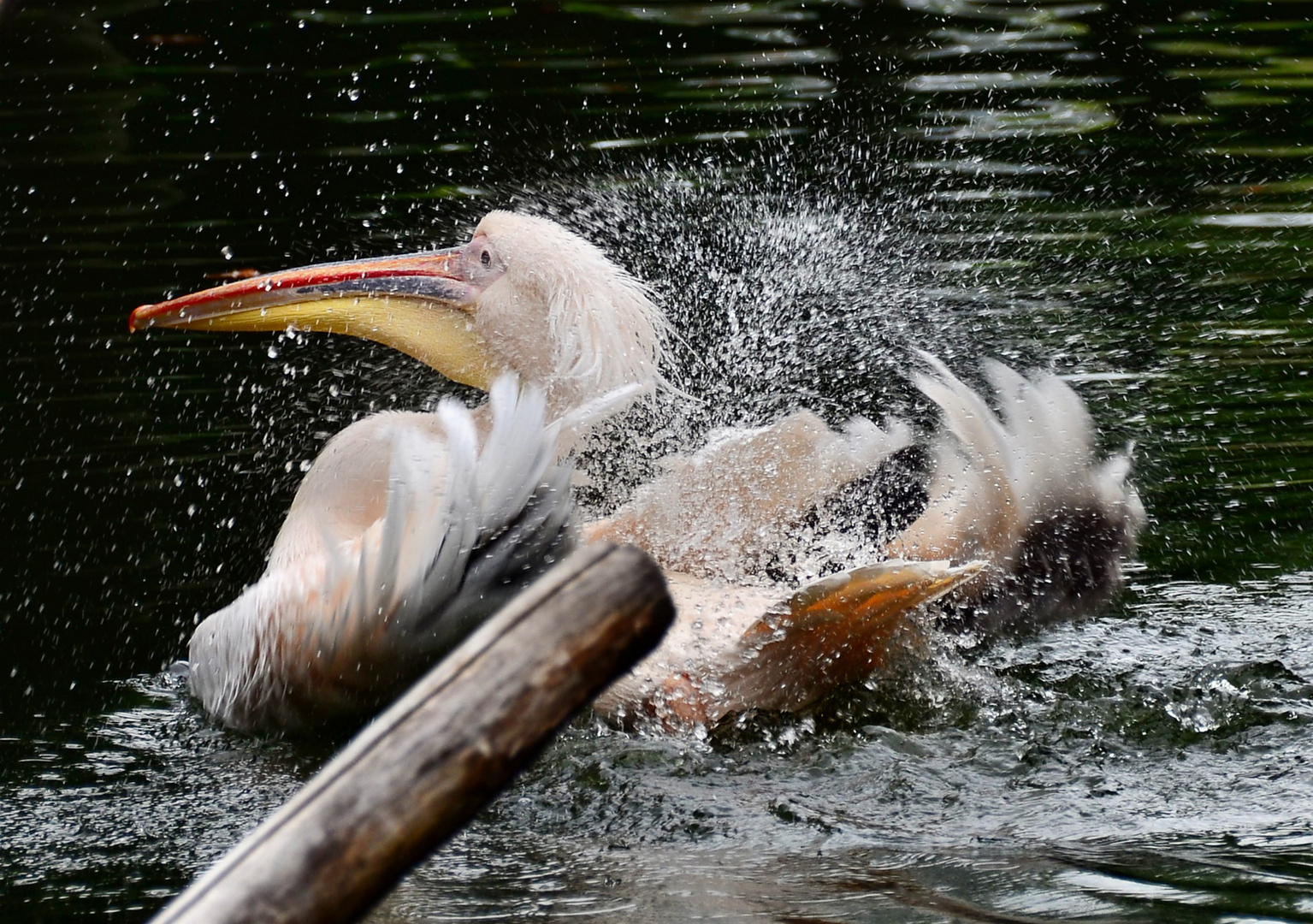 wohl dem, der im Wasser schwimmt