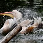 wohl dem, der im Wasser schwimmt