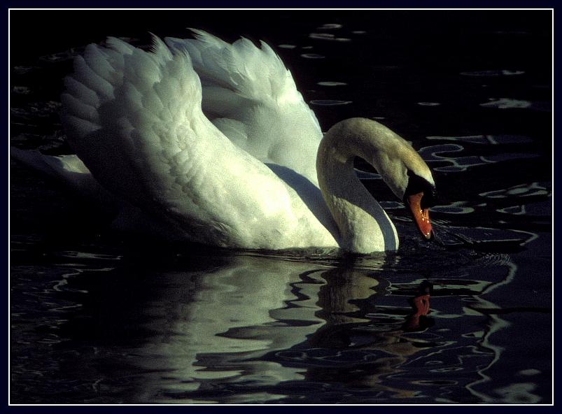 Wohl dem, der solch ein Spiegelbild hat....