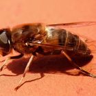 Wohl die letzte Schwebfliege in diesem Jahr - Mistbiene (Eristalis tenax)