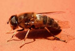 Wohl die letzte Schwebfliege in diesem Jahr - Mistbiene (Eristalis tenax)