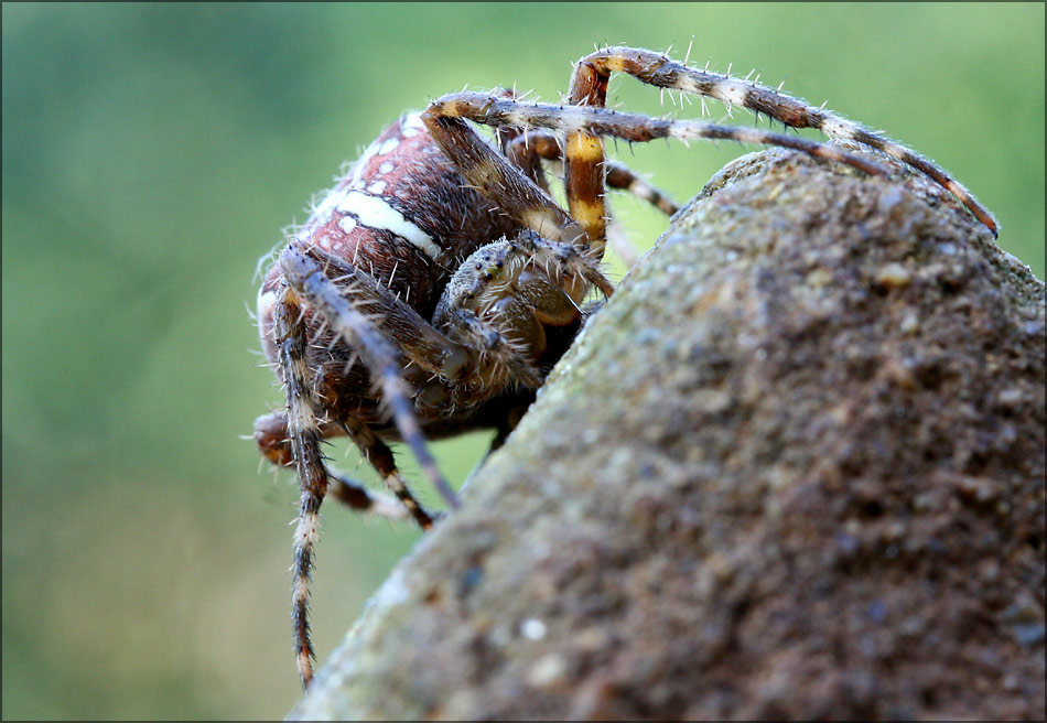 Wohl die letzte Spinne ...