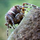 Wohl die letzte Spinne ...