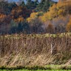 "Wohl doch mehr ein Landschaft's- als ein Tierbild"