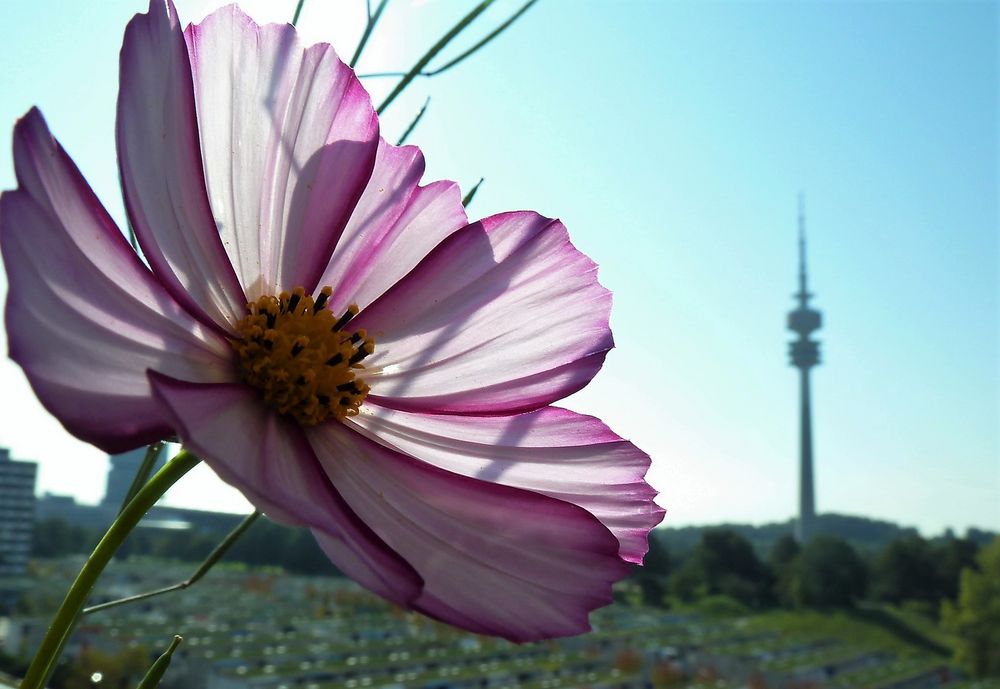 Wohl eins meiner letzten sonnigen Blümchen....