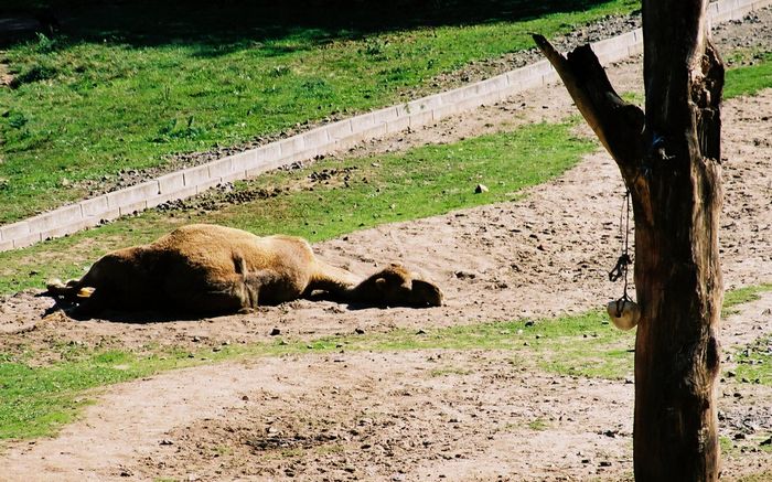 Wohl zu viele Camel´s geraucht....