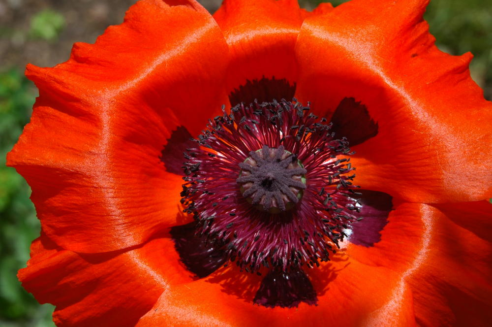 Wohl zum 100. Mal: Mohn