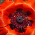 Wohl zum 100. Mal: Mohn